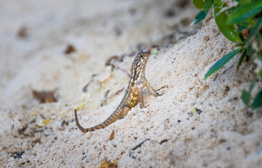 Lizard in the sand