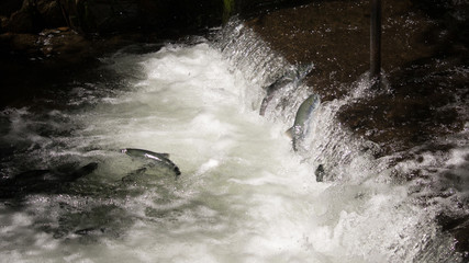 Red Salmon (Sockeye) preparing to jump falls of the fish weir - Alaska
