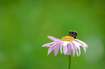 Two bugs reproducing on the flower head, blurred green background; insects extreme closeup, nature wallpaper with copy space, shallow depth of field
