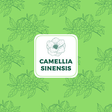 Camellia sinensis vintage seamless pattern. Cosmetic, perfumery and medical plant. Vector botany background.