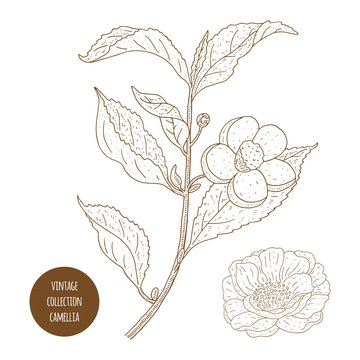 Camellia sinensis flowers and branch. Cosmetic, perfumery and medical plant. Vector vintage hand drawn illustration.