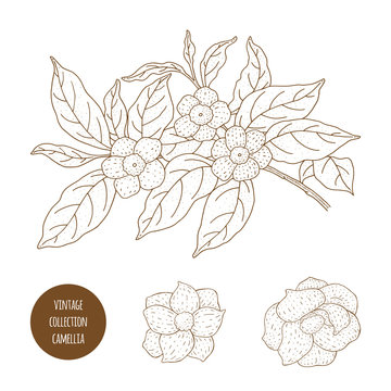 Camellia sinensis flowers and branch. Cosmetic, perfumery and medical plant. Vector vintage hand drawn illustration.