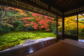 Colorful autumn leaf japanese garden in old temple in Kyoto, Japan