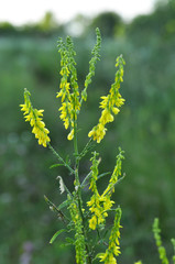 Melilot officinalis (Melilotus officinalis) blooms in nature