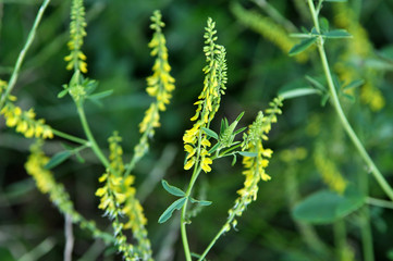 Melilot officinalis (Melilotus officinalis) blooms in nature