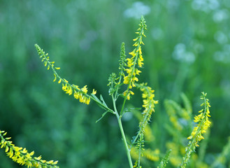 Melilot officinalis (Melilotus officinalis) blooms in nature