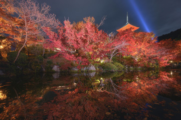 Fototapeta na wymiar Kiyomizu pagoda with illuminated colorful autumn leaf with Kiyomizu temple in Kyoto, Japan