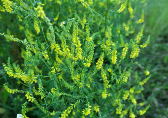 Melilot officinalis (Melilotus officinalis) blooms in nature