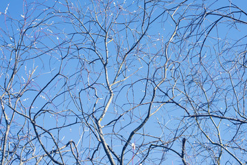 Willow branches with fluffy buds on a background of blue sky.  