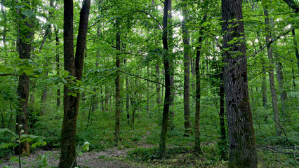 Fototapeta na wymiar Deep green forest with trees