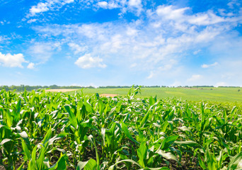 Fototapeta na wymiar Green corn field and bright blue sky.