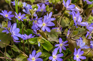 Beautiful backgrounds of spring wildflowers.