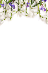 Spring decoration. Flowers white snowdrops (Galanthus nivalis), blue Scilla siberica (Siberian squill) on a white background with space for text. Top view, flat lay