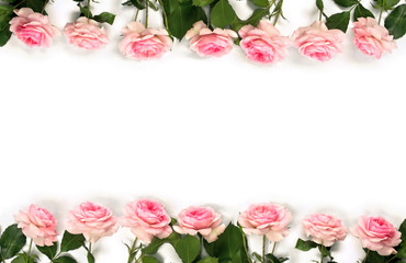 Frame of flowers pink roses with leaves on a white background with space for text. Top view, flat lay