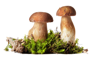 Fresh ceps on moss isolated on white © AleksFil