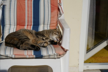 Cat streaked gray and white recovers in a deck chair and grooms