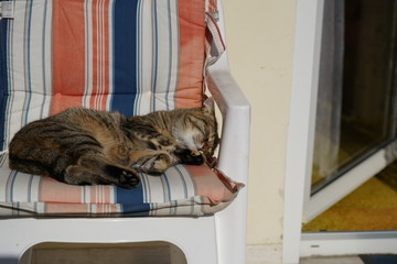 Cat streaked gray and white recovers in a deck chair and grooms
