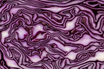 Red cabbage close-up. The texture of the cut cabbage