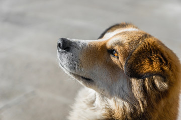 young puppy dog looking up with an open eye looking afar - dog face side profile with hopeful and wishful look