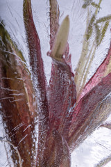Amaryllis in kristallklarem Eis 1