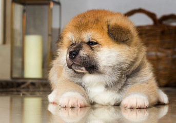  puppy lie on the floor and looks with reflection