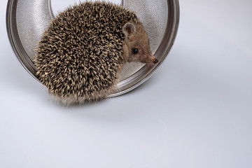 An African pygmy hedgehog poses for the camera. Sitting on a portrait plate for shooting.