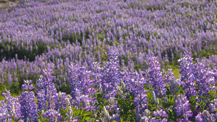 Field of Arctic Lupine (Lupinus arcticus) on hill - Alaska