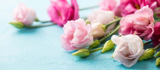 Fototapeta premium Pink flowers, Texas bluebell, eustoma on blue background. Copy space.