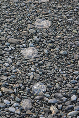 Three Moon Jellyfish on rocky beach - Alaska; diminish perspective