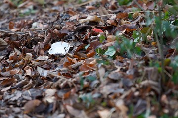 A white plastic lid of a to go coffee cup thrown away in nature.