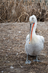 The Pelican is white with a bright orange bill.