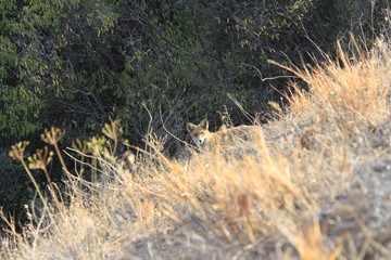 The fox was walking for prey and suddenly saw the photographer