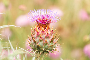 wild thistle flower