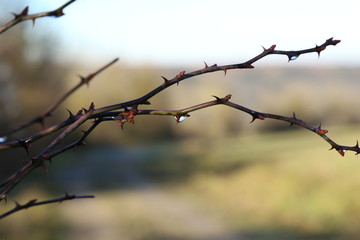 Fototapeta na wymiar Dew drops on rosehip branches in early spring