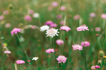 Fototapeta premium flowers in garden