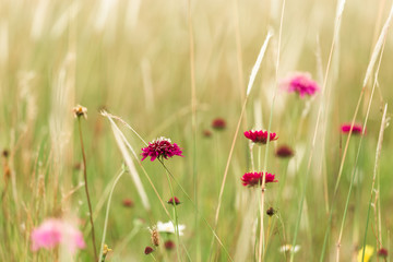 field of flowers