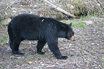 Black Bear with wet paws is walking along Alaska Highway - British Columbia, Canada