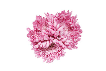 Fototapeta premium 菊の花束
