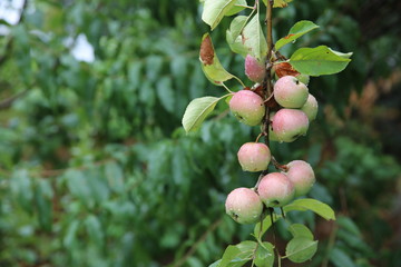 Shiny delicious apples hanging from a tree branch in an apple orchard . Red ripe apple in the dew after rain on tree soft-focus in the background. Red delicious apple with water drops.