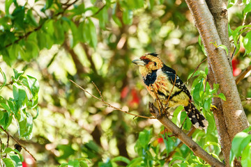 Crested Barbet (Trachyphonus vaillantii) perched on branch of a peach tree, taken in South Africa