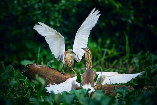 Duel of two Indian pond herons (Ardeola grayii) from Kumana national Park, Sri lanka. Action scene from nature.Birds in a natural environment.