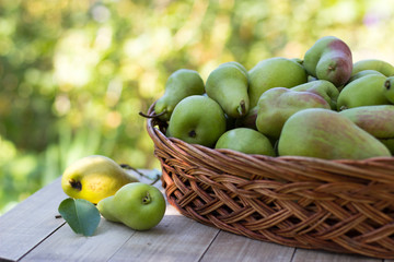 Rural still life with ripe yellow green pears in a basket on a wooden table in the summer garden in a village.