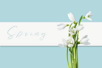 Spring composition with snowdrops on a blue background. Flat lay. Spring minimal concept.