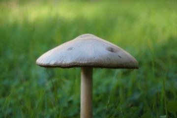 forest mushroom