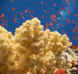 Fototapeta na wymiar Soft coral with a group of red fish in the background.