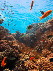View of the surface of the water from the five-meter depth of a coral reef with a lot of small fish.