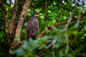Crested serpent eagle (Spilornis cheela). Sri lankan eagle, sitting on a branch in the forest. Predator looking for prey. Wildlife photography. Udawalawe national park, Sri Lanka