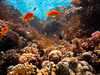 View of the surface of the water from the five-meter depth of a coral reef with a lot of small fish.