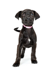 Black Puppy Pink Collar Looking Up
