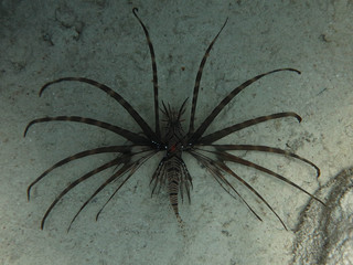 Lionfish with beautiful fins on the background of white sand.